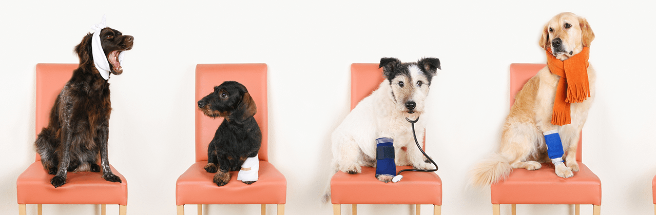 Hunde-OP Versicherung Hundekrankenversicherung mit Vorerkrankungen