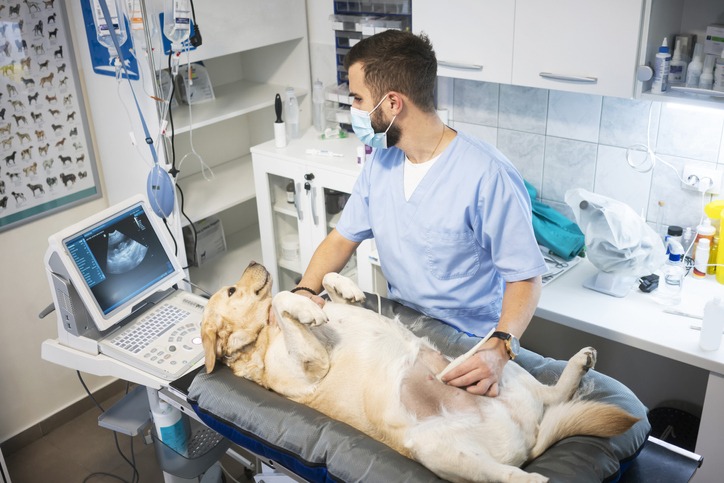 Hundekrankenversicherung mit Vorerkrankungen bei Erkrankungen der Geschlechtsorgane