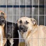 Hundekrankenversicherung mit Vorerkrankungen bei Tierschutzhunden