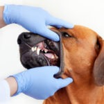 Hundekrankenversicherung mit Vorerkrankungen bei Zahnproblemen