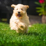 Hundekrankenversicherung mit Vorerkrankungen ohne Wartezeit